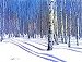 Episodes 405 & 406:  Winter Birches
